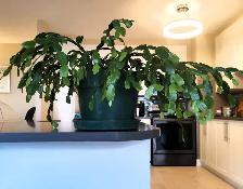 Schlumbergera Truncata - Photo 2