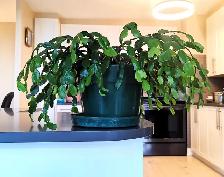 Schlumbergera Truncata - Photo 3