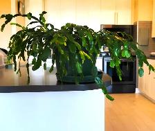 Schlumbergera Truncata - Photo 4