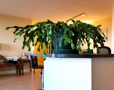 Schlumbergera Truncata - Photo 5