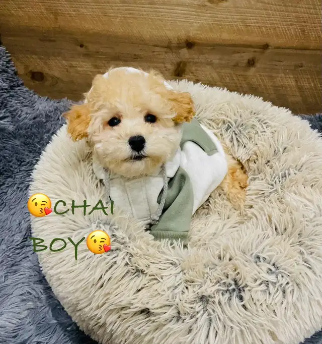 Super gentle Maltipoo Puppies