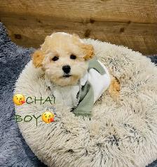 Super gentle Maltipoo Puppies