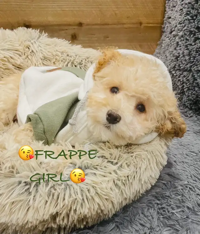 Super gentle Maltipoo Puppies - Photo 2