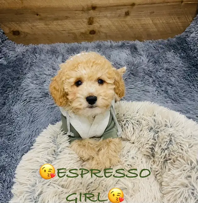 Super gentle Maltipoo Puppies - Photo 4