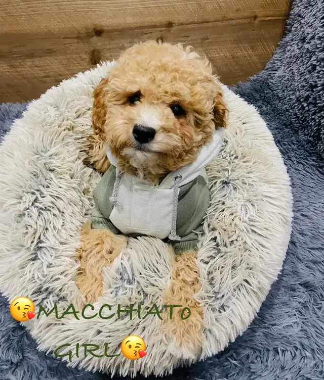 Super gentle Maltipoo Puppies - Photo 5