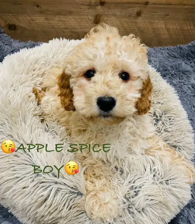 Super gentle Maltipoo Puppies - Photo 6