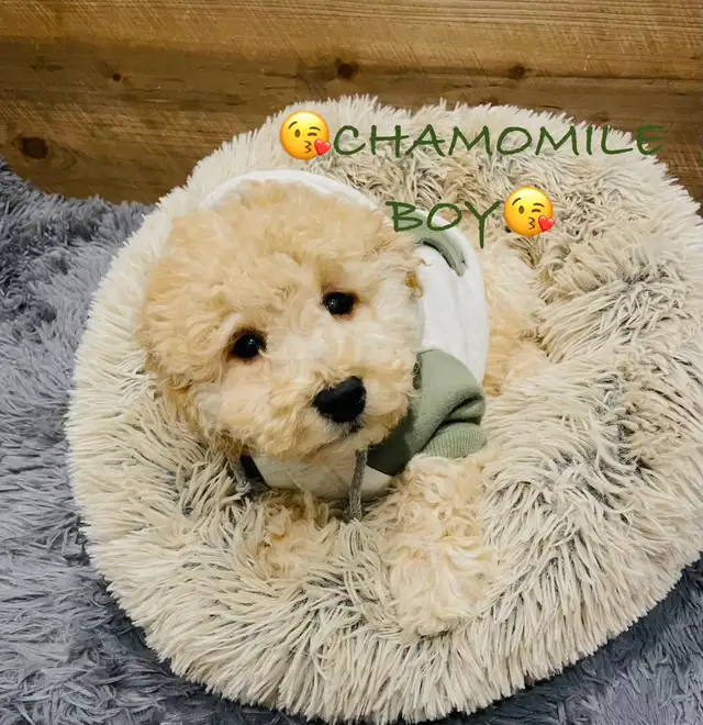 Super gentle Maltipoo Puppies - Photo 7