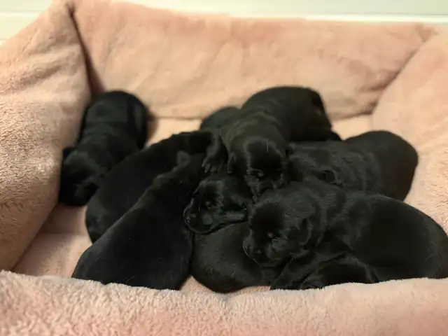 Black Labrador Retriever puppies for sale
