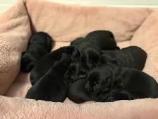 Black Labrador Retriever puppies for sale