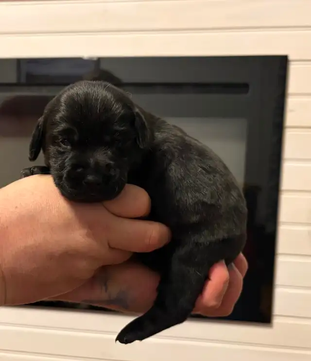 Black Labrador Retriever puppies for sale - Photo 2