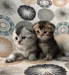 Scottish Fold and Straight Kittens