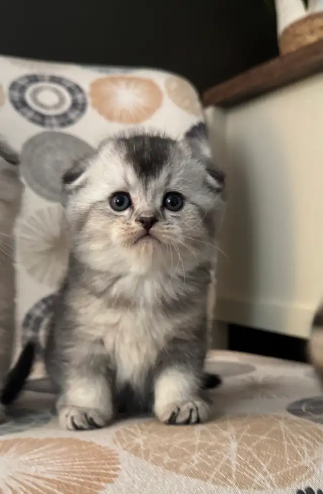 Scottish Fold and Straight Kittens - Photo 2