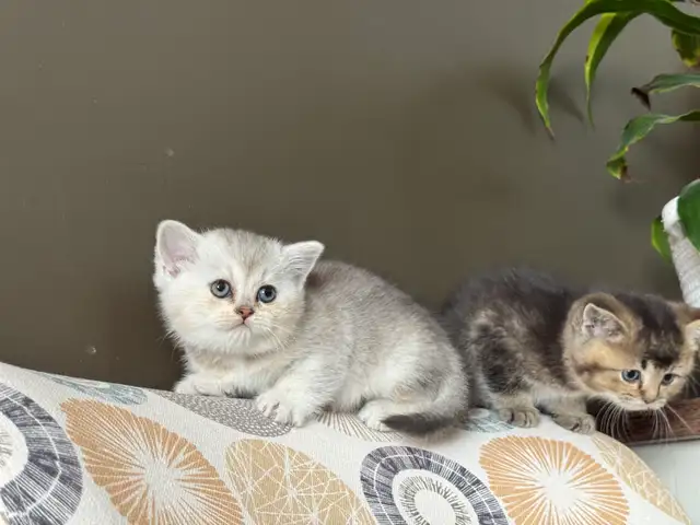 Scottish Fold and Straight Kittens - Photo 3