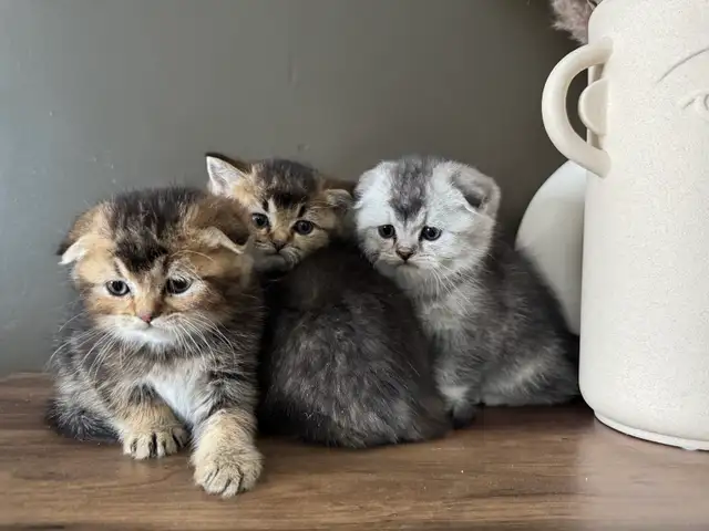 Scottish Fold and Straight Kittens - Photo 4