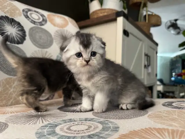 Scottish Fold and Straight Kittens - Photo 5