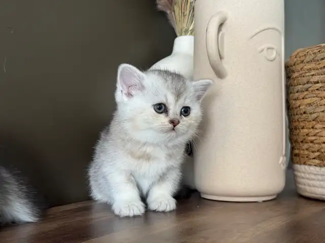 Scottish Fold and Straight Kittens - Photo 6