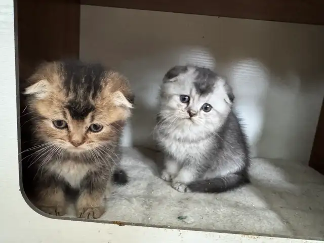 Scottish Fold and Straight Kittens - Photo 7