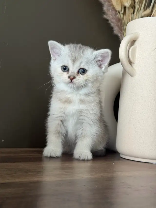 Scottish Fold and Straight Kittens - Photo 8