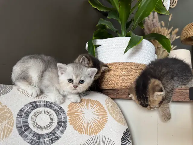 Scottish Fold and Straight Kittens - Photo 9