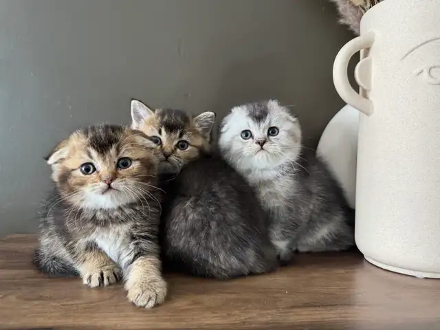 Scottish Fold and Straight Kittens - Photo 10