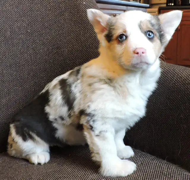 Female Corgi Puppy. ONLY ONE LEFT
