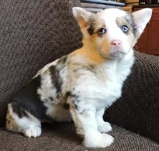Female Corgi Puppy. ONLY ONE LEFT