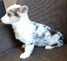 Female Corgi Puppy. ONLY ONE LEFT - Photo 3
