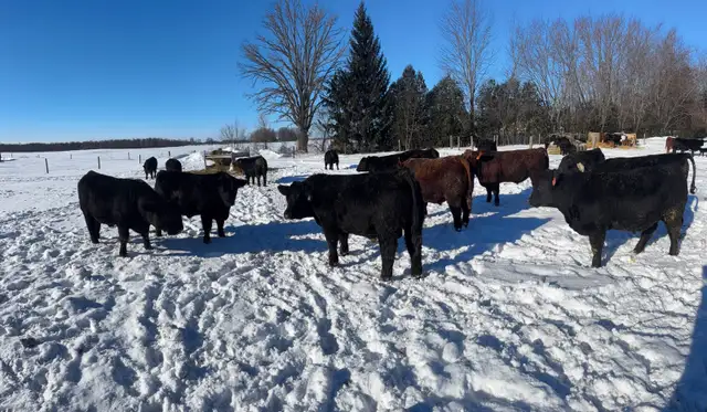 Bulls FORSALE - Photo 2