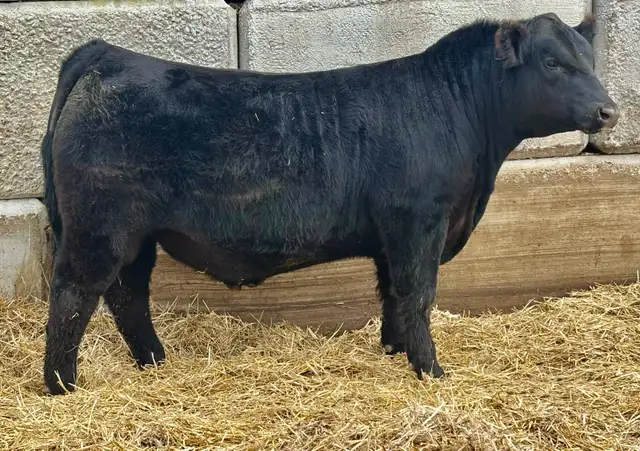 Bulls FORSALE - Photo 3