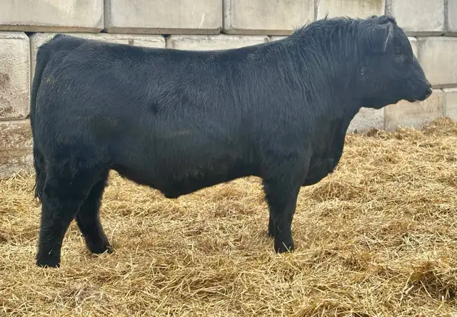 Bulls FORSALE - Photo 4