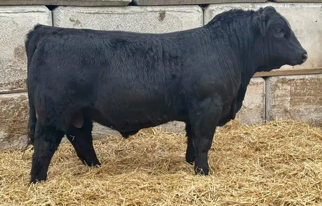 Bulls FORSALE - Photo 5