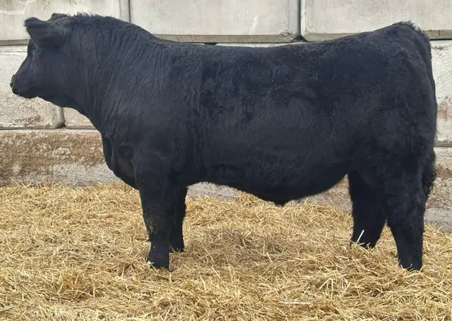 Bulls FORSALE - Photo 6