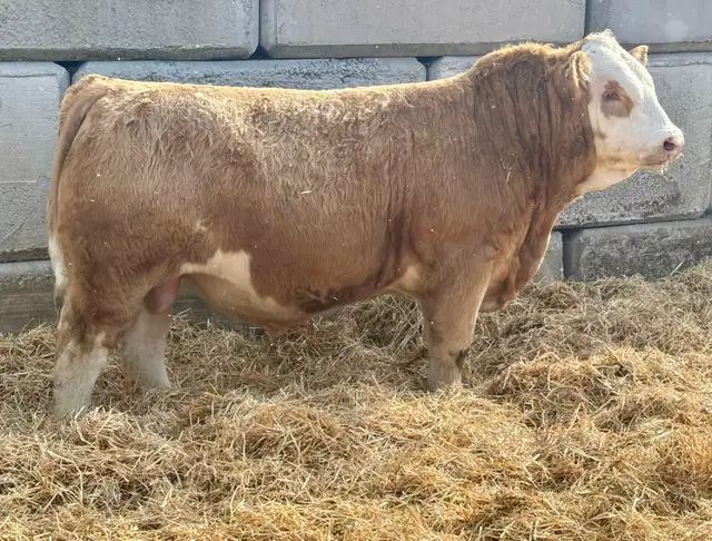 Bulls FORSALE - Photo 7