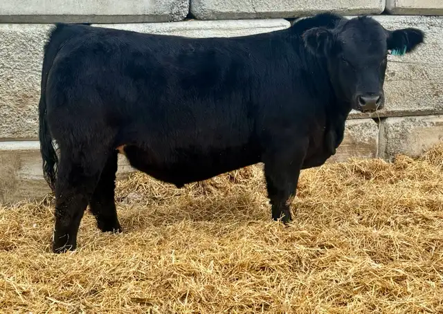 Bulls FORSALE - Photo 9