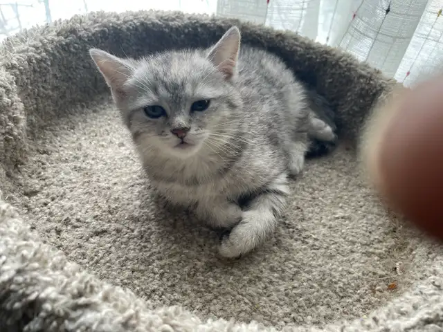 1-beautiful kitten available!