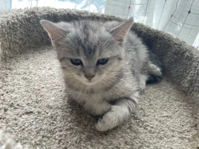 1-beautiful kitten available! - Photo 2