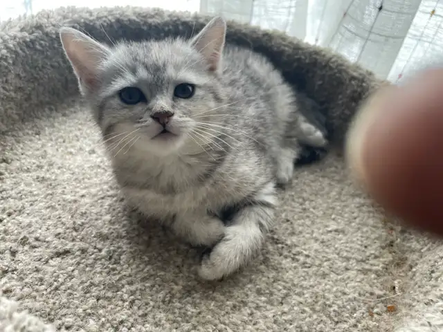 1-beautiful kitten available! - Photo 3