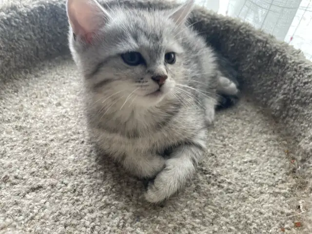 1-beautiful kitten available! - Photo 4