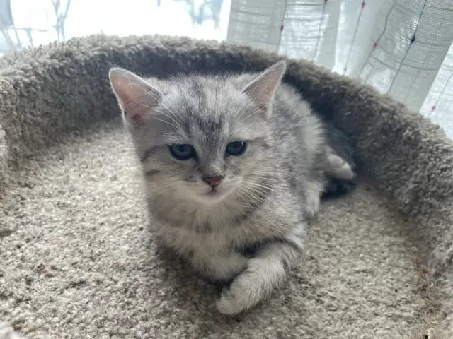 1-beautiful kitten available! - Photo 5