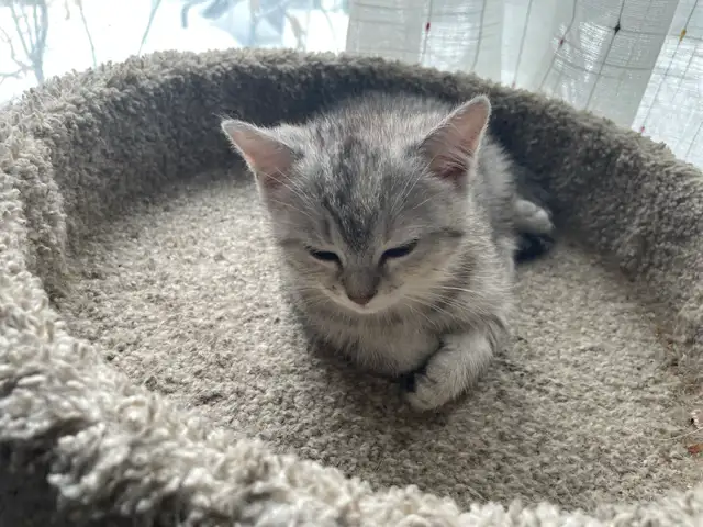 1-beautiful kitten available! - Photo 6