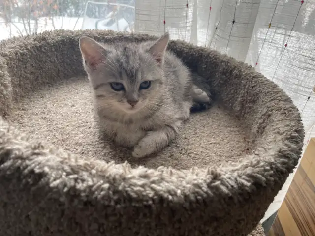 1-beautiful kitten available! - Photo 7