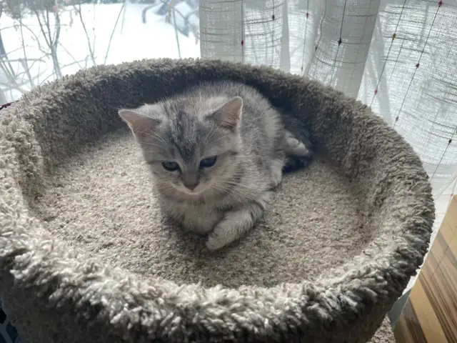 1-beautiful kitten available! - Photo 8