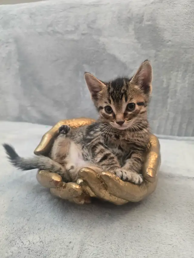 kitten tabby bangal mix