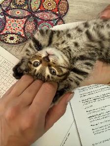 kitten tabby bangal mix - Photo 2