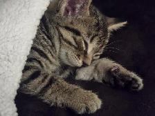 kitten tabby bangal mix - Photo 3