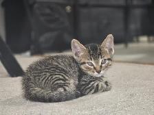 kitten tabby bangal mix - Photo 4
