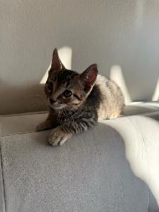 kitten tabby bangal mix - Photo 5