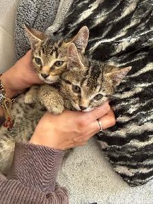 kitten tabby bangal mix - Photo 6