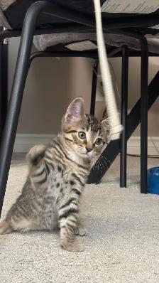 kitten tabby bangal mix - Photo 7