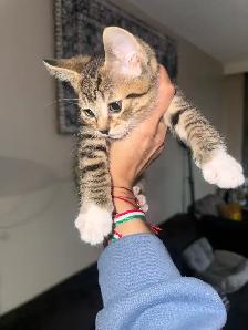 kitten tabby bangal mix - Photo 8